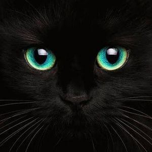 Meet your Posher, Kat